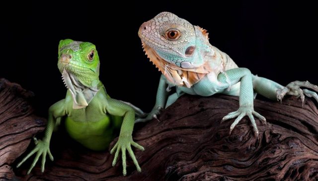 Egzotik Evcil Hayvanlar İçin Bakım Rehberi