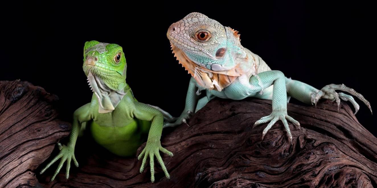 Egzotik Evcil Hayvanlar İçin Bakım Rehberi