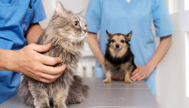 kedi ve kopeklerde check up onemi