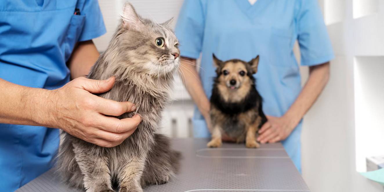 kedi ve kopeklerde check up onemi