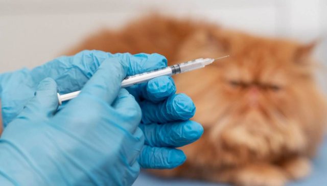 Kedilerde ve Köpeklerde Aşı Takviminin Önemi