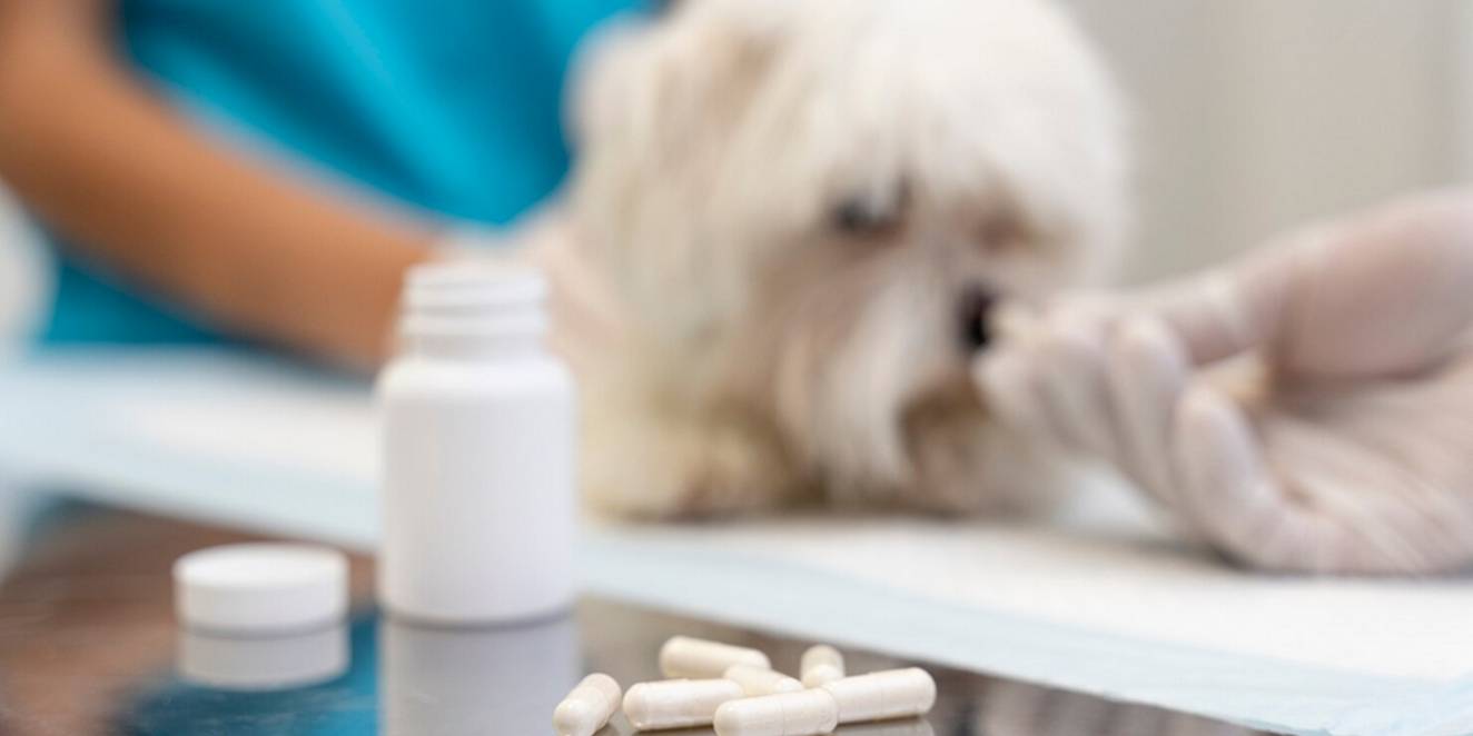 Köpeklerde Parazitlere Karşı Koruma Yöntemleri